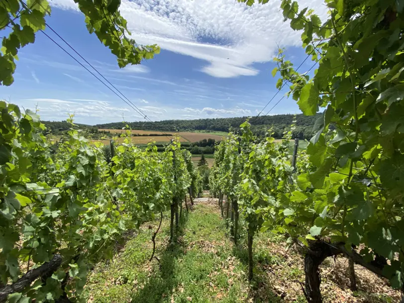 Weinbau Familie Zahner in Bietigheim-Bissingen